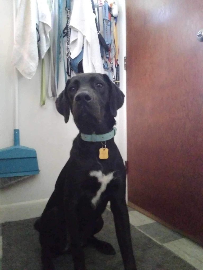 Beka's dog, Tucker, faces the camera. He is black with a white patch on his chest. He wears a light blue collar with a gold tag.